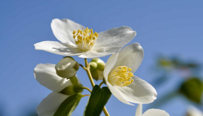 Flores de Jazmín