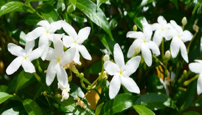 Plantas de Jazmín