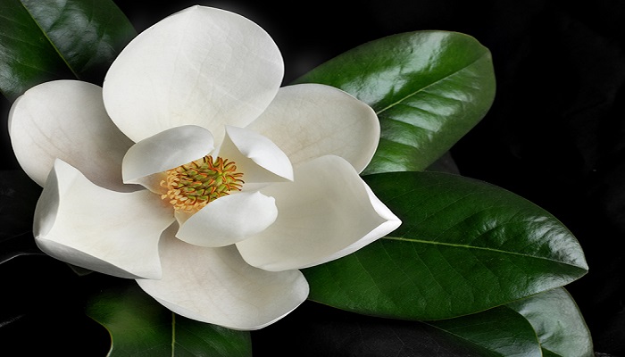Magnolias Magnolias