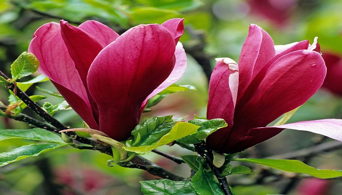 Magnolias liliiflora