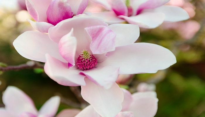 Flores rosadas de Magnolias
