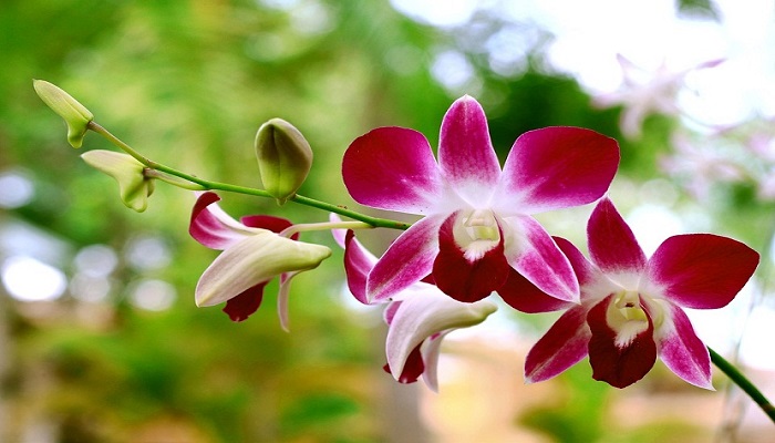 Las Orquídeas