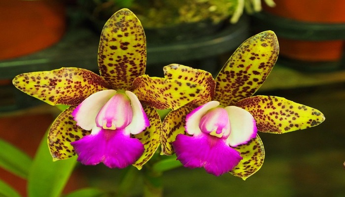 Significado de las Orquídeas