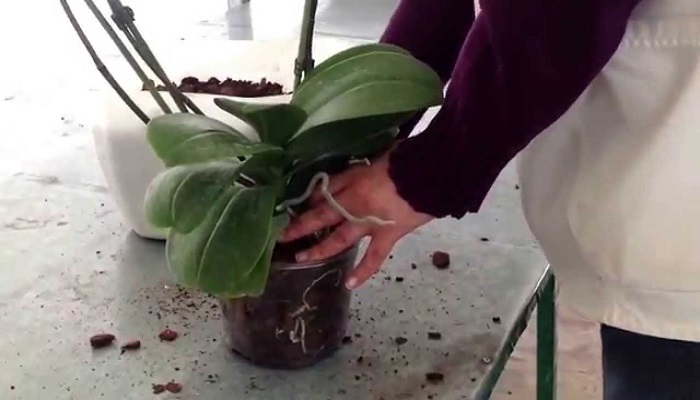 Cómo trasplantar Orquídeas