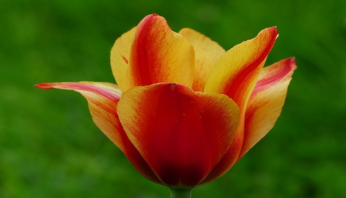 Los Tulipanes