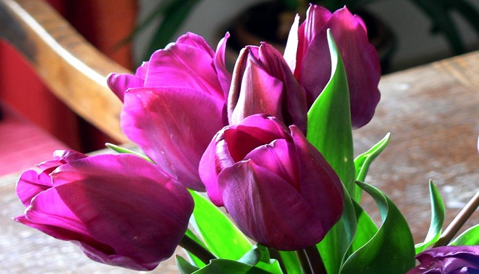 Tulipanes flores 