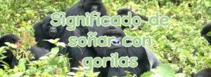Soñar con gorilas