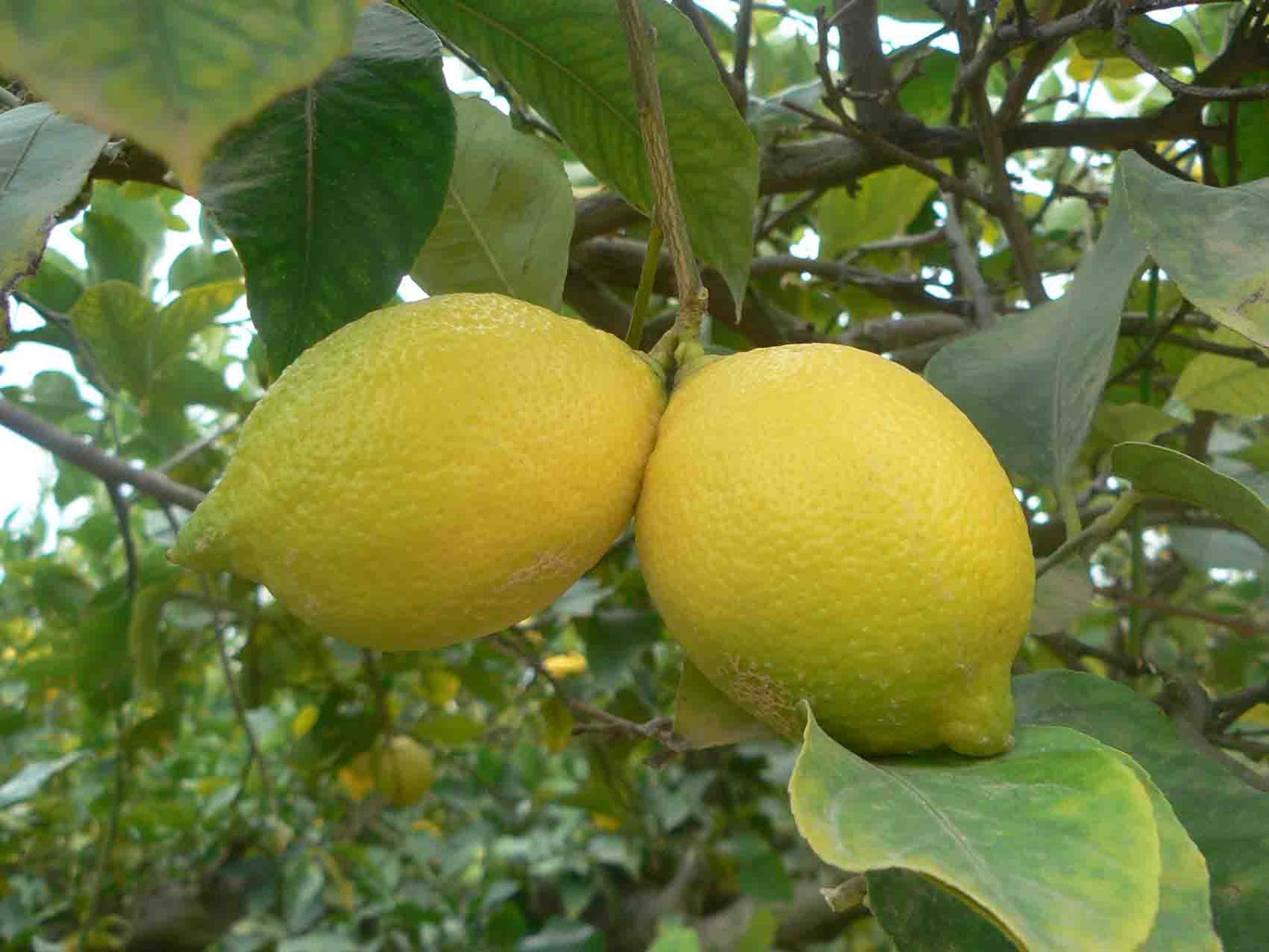 soñar con bajar limones