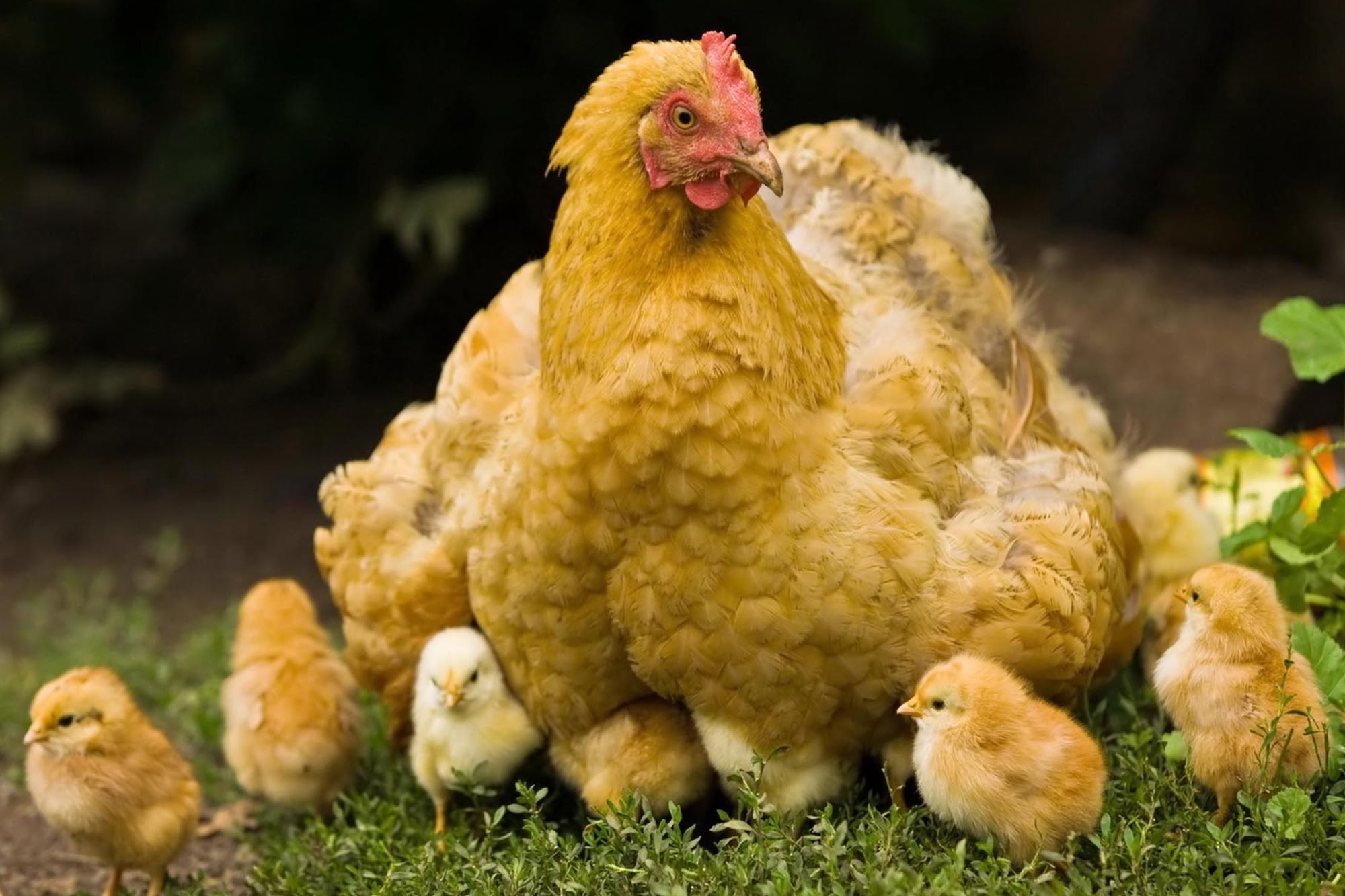 soñar con pollitos y gallinas