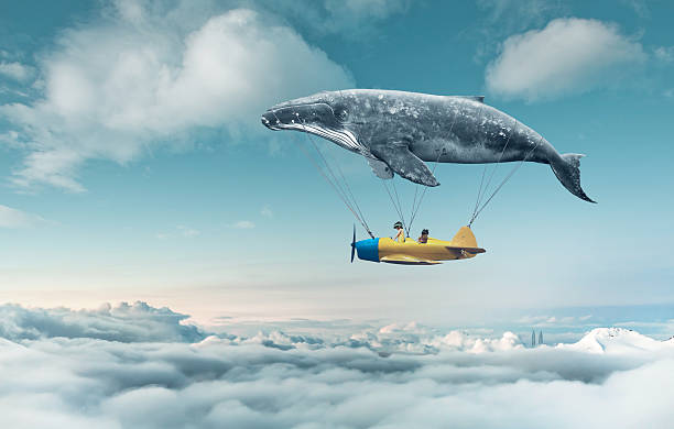 soñar con ballenas misabueso
