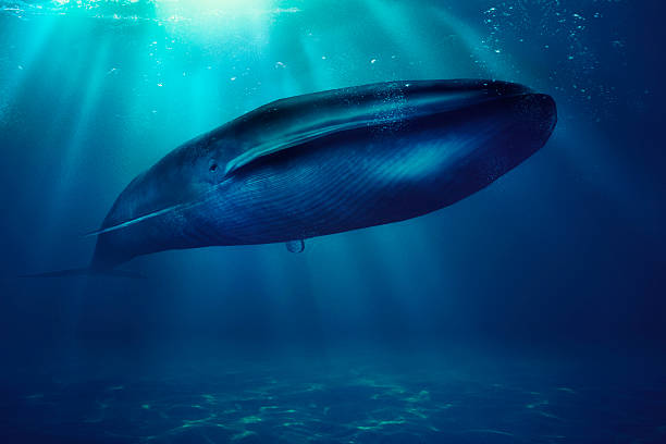 soñar con ballenas orcas 