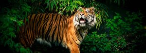 Soñar con tigres