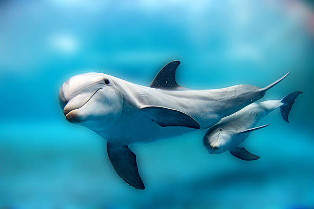 soñar con delfines bailando