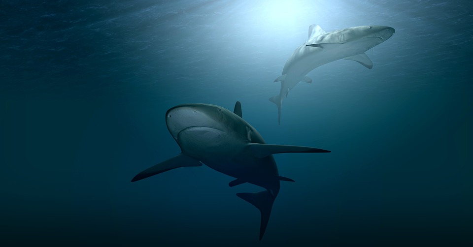 soñar con tiburones nadando