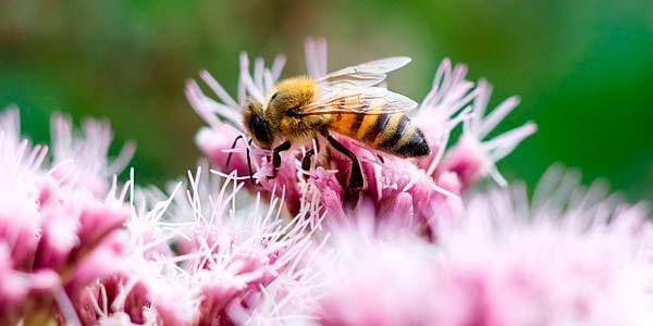 soñar con abejas que te persiguen