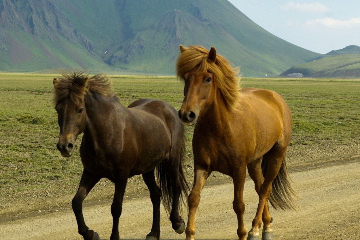 Soñar Que Te Regalan Un Caballo Soñar con caballos ¿Que Significa? Explicación 100% Real!