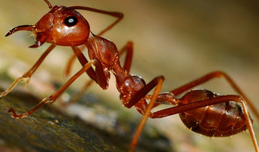 soñar con las hormigas