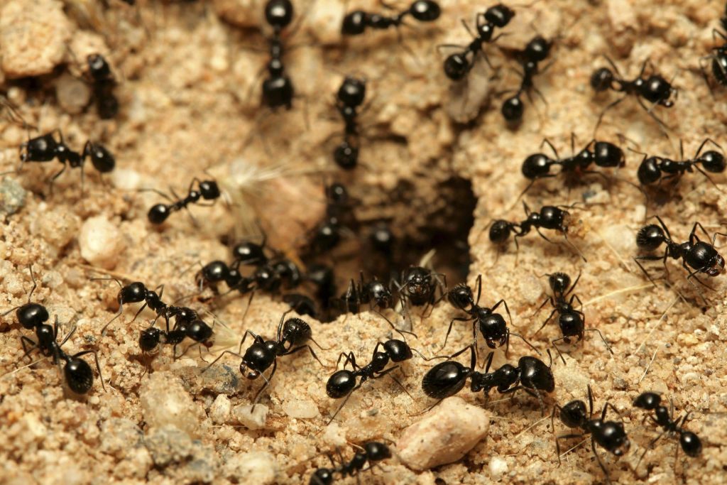 soñar con hormigas negras en abundancia