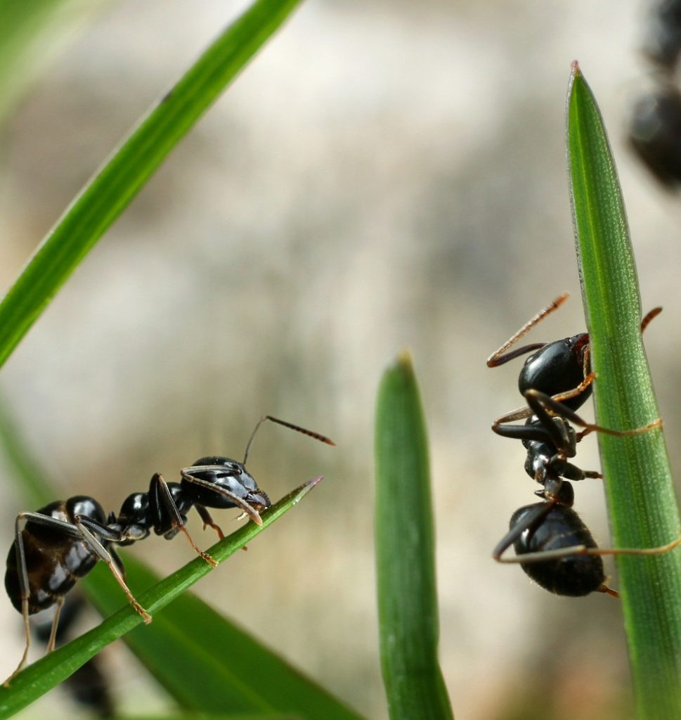 soñar con hormigas llevando comida