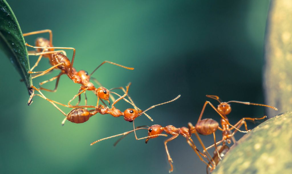 soñar con las hormigas trabajando