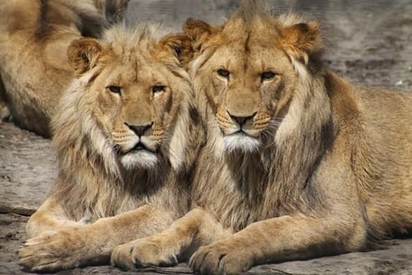 ▷ Soñar con leones ¿Que Significa? Explicación 100% Real!