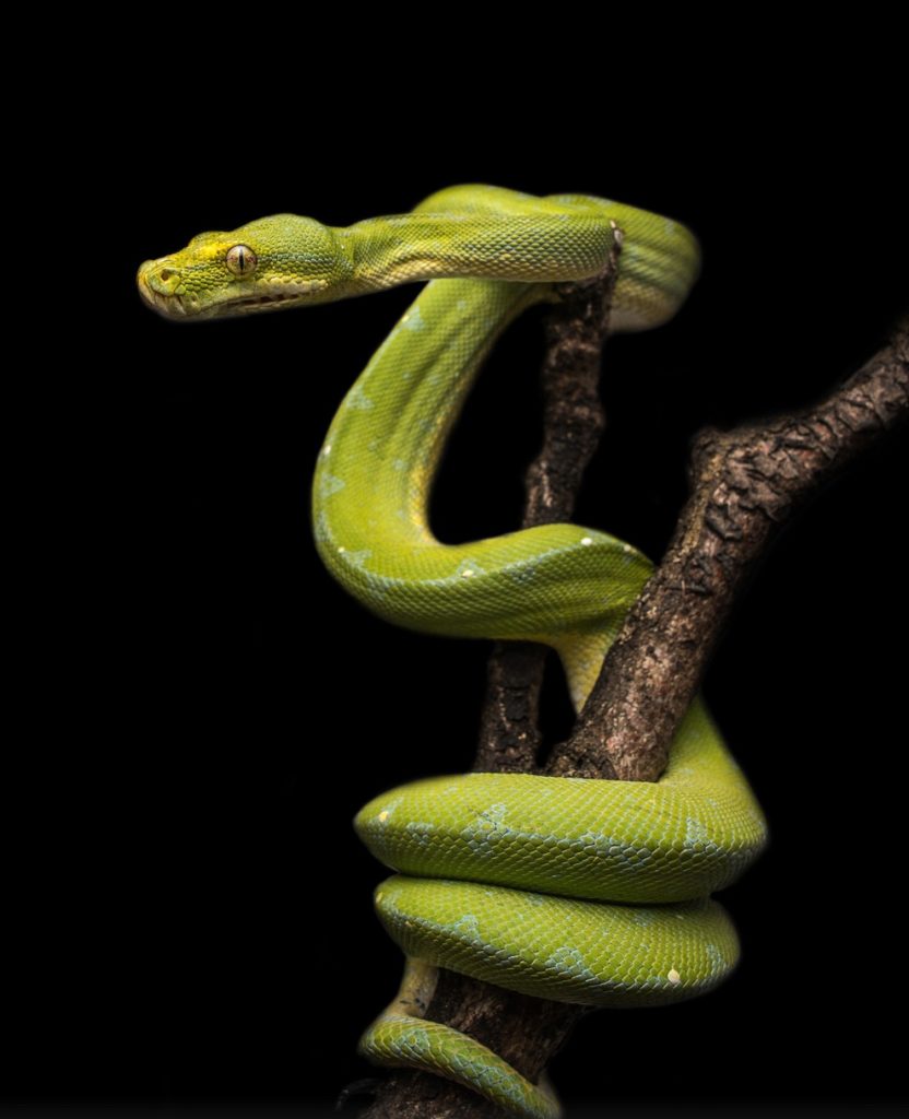 soñar con serpientes verdes