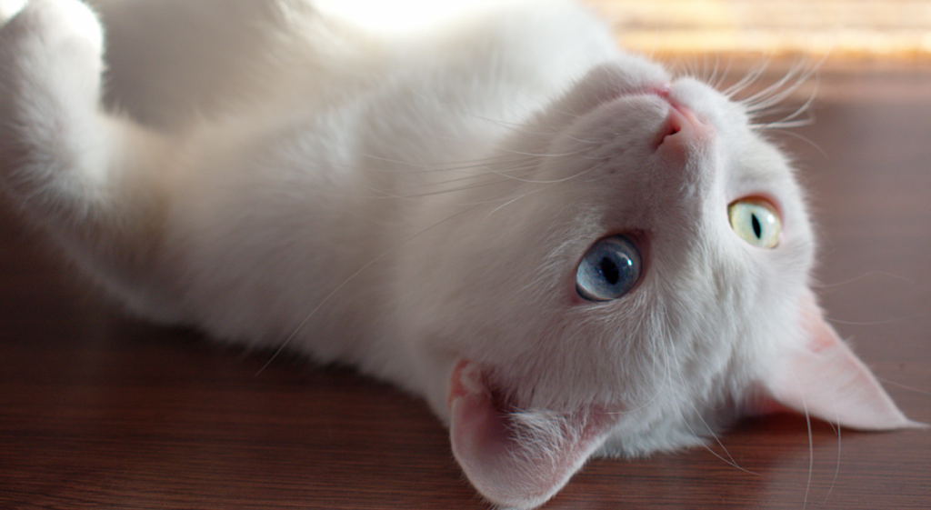 soñar con gatos blancos